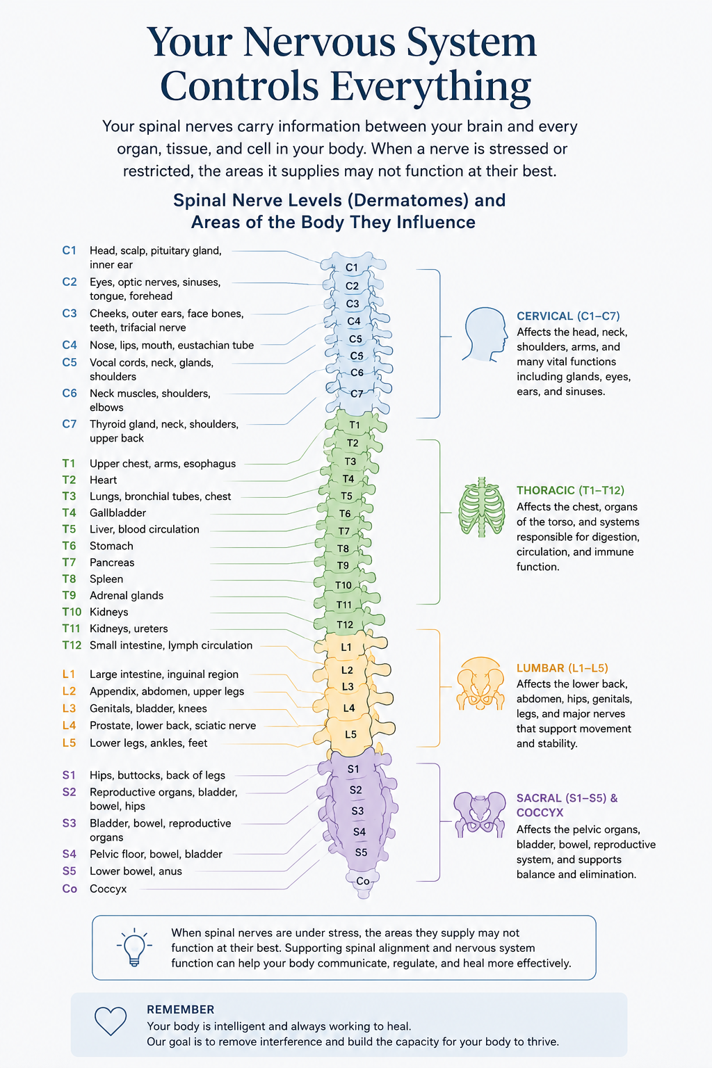 Nervous system and spinal nerve map